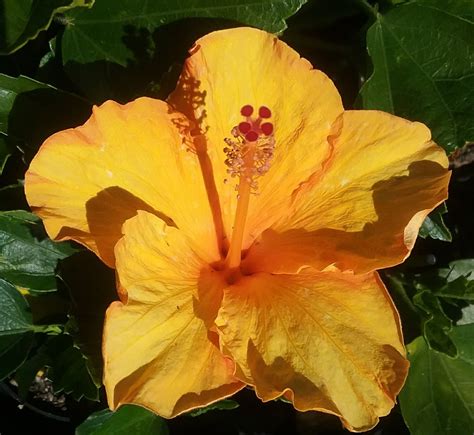 Hibiscus Ritzy In 75mm Supergro Tube Trigg Plants