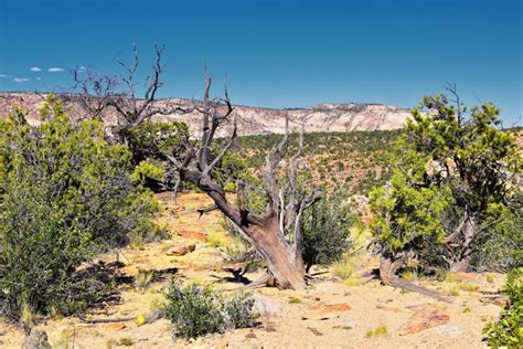 Escalante Petrified Forest State Park Views From Hiking Trail Of The