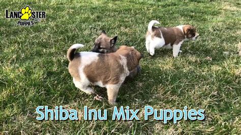shiba inu mix puppies youtube