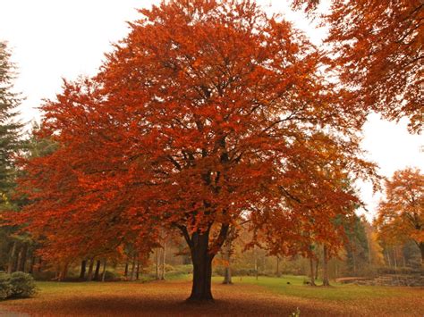 Buche Im Herbst Foto And Bild Jahreszeiten Herbst Natur Bilder Auf