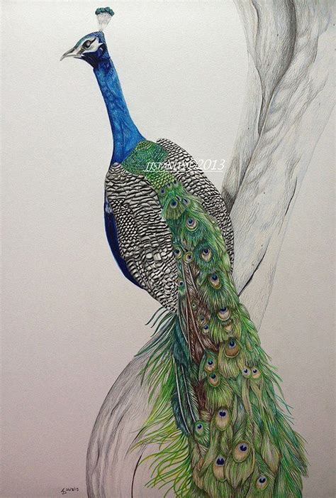 Peacock Pencil Drawing Colour Images Creative Art