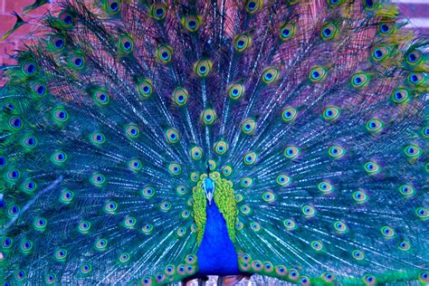 Hd Peacock Wallpaper Pixelstalknet