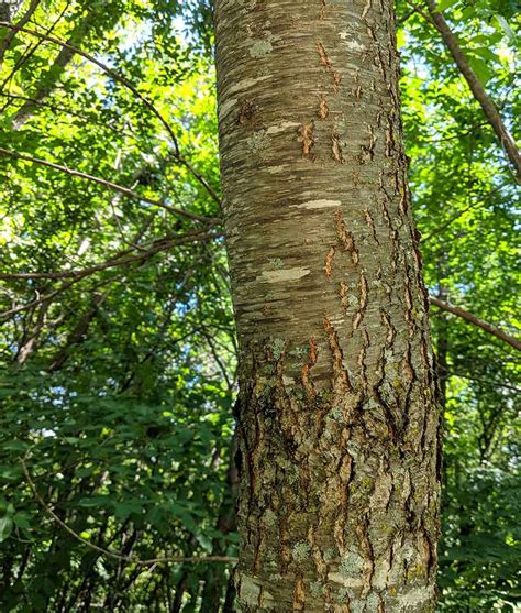 Tree Bark Identification Ohio Garret Johnston