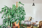 Plantas de interior: las mejores especies para tener en casa ...