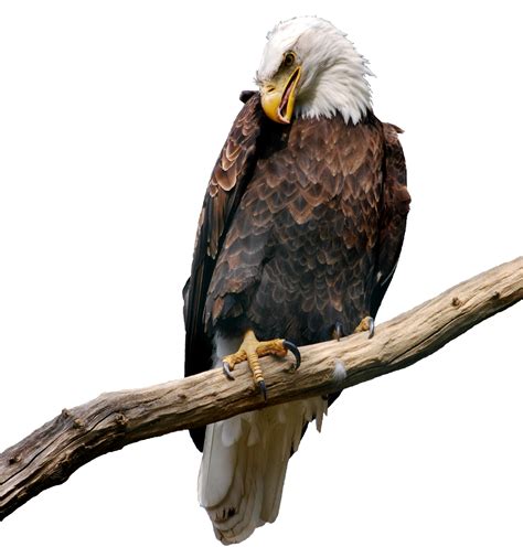 Eagle Sitting Png 20 Free Cliparts Download Images On Clipground 2024
