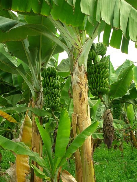 Learn How To Grow Bananas In Pots Step By Step Tips And Tricks