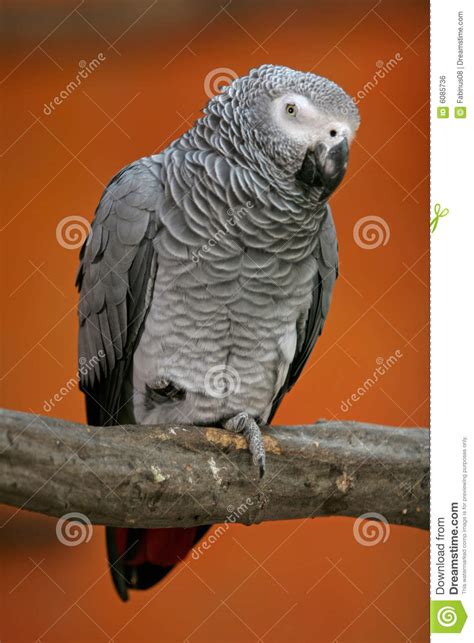 African Grey Parrot Stock Photo Image Of Feather Wild 6085736