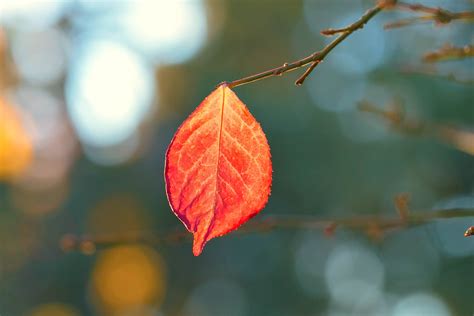 Selective Focus Photography Of Autumn Leaf Hd Wallpaper Wallpaper Flare