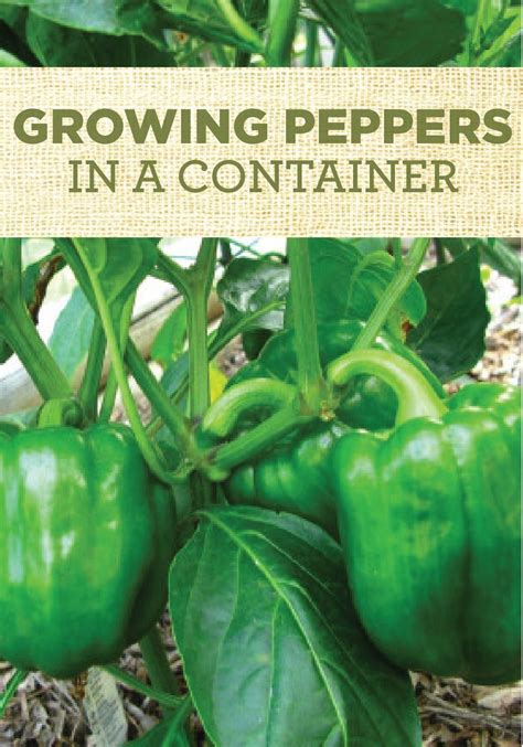 Click Here And Learn How To Grow Bell Peppers In A Container Garden