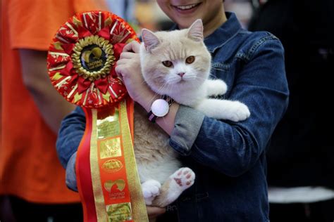 Available without software downloading and device. Cats On Parade: Inside The World Of Cat Show Competitions ...