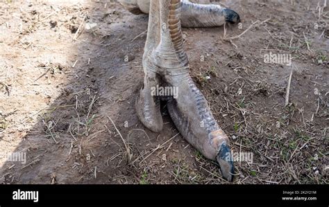 Close Up Of An Ostrich Long Legs With Big Claws African Ostrich Paws