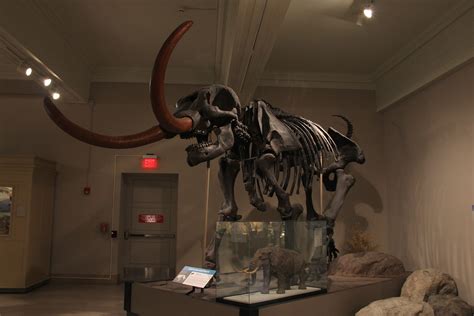 American Mastodon A Skeleton Of An American Mastodon Mamm Flickr