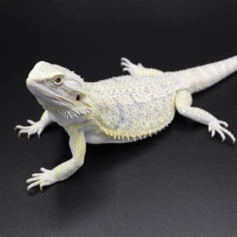 Sunshine Hypo Het Zero Trans Bearded Dragon Beardeddragons Hetzero