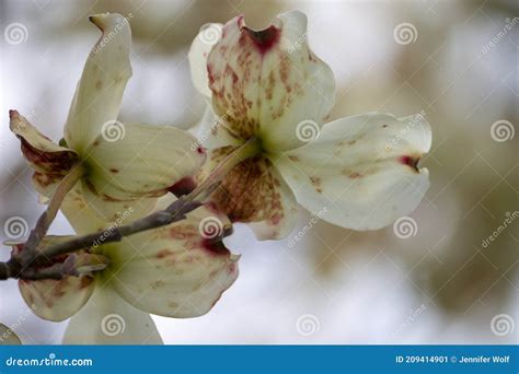 Close Up Of White Petals On A Flowering Dogwood Tree Showing Spotted