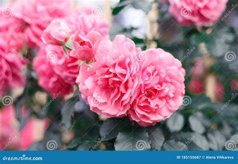 Pink Roses Background Of Blooming Roses Garden Of Roses Nature Stock