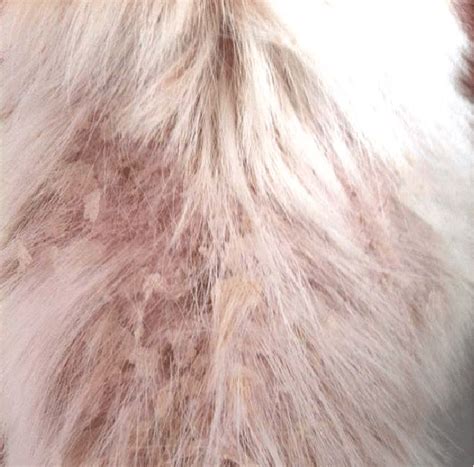 A Dog With Severe Dorsal Hyperkeratosis Note The Size Of The Dorsal