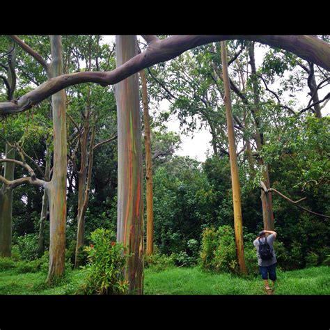 Rainbow Eucalyptus Trees Maui Rainbow Eucalyptus Tree Rainbow