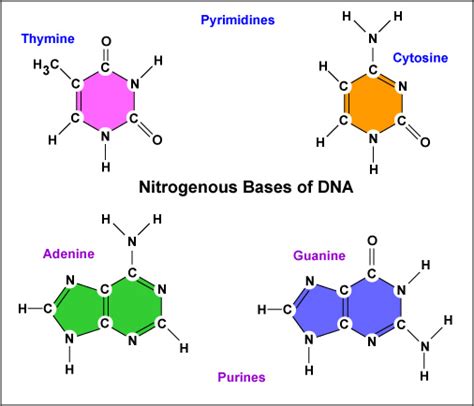 A nitrogenous base is formed by either a single ring pyrimidine or a double ring purine. George´s Biology Blog