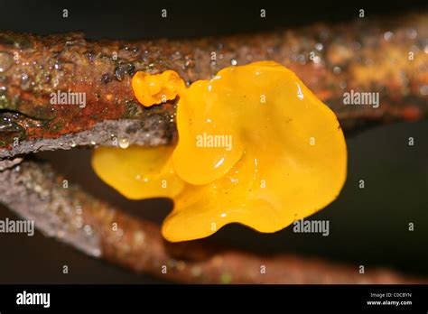 Golden Yellow Jelly Fungus Hi Res Stock Photography And Images Alamy