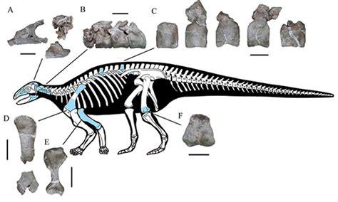 Asias Earliest Known Armored Dinosaur Fossil Found In Southwest China