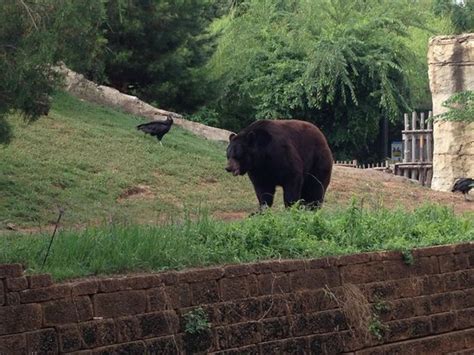 Cameron Park Zoo Picture Of Cameron Park Zoo Waco Tripadvisor