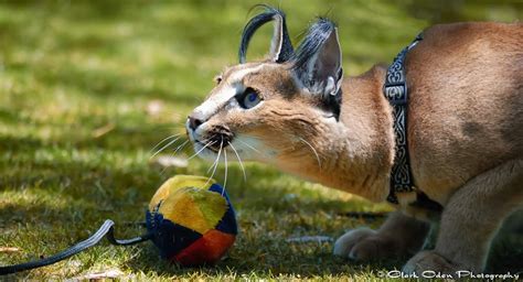 San Diego Zoo Safari Park Animal Encounter ~ Caracal Kasten