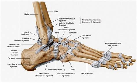 Tendons connect muscles to bones and allow flexibility and movement within the foot. The ligament configuration of the foot: lateral view ...