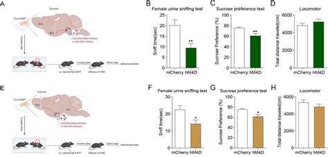 The Vta Bla Nac Circuit For Sex Reward Inhibited By Vta Gabaergic