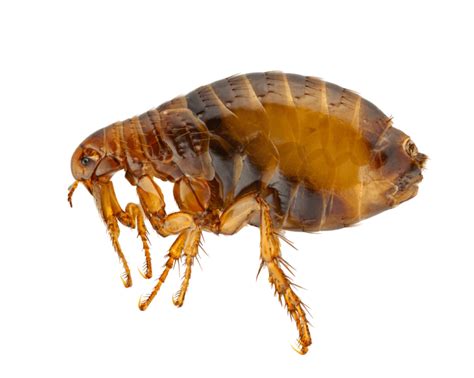 Do Clothes Protect You From Fleas San Antonio And Austin Pest Control