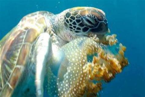 Do Sea Turtles Eat Jellyfish How They Avoid Getting Stung