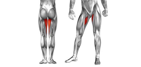 Learn their anatomy efficiently and easily using kenhub's muscle anatomy and reference charts﻿! Hip adductor muscles | Golf Loopy - Play Your Golf Like a ...