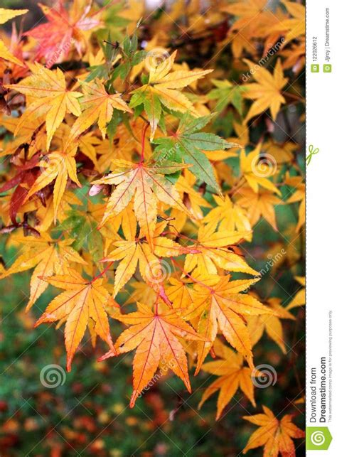 Vertical Background Of Japanese Maple Leaves Turning Colors In The Fall