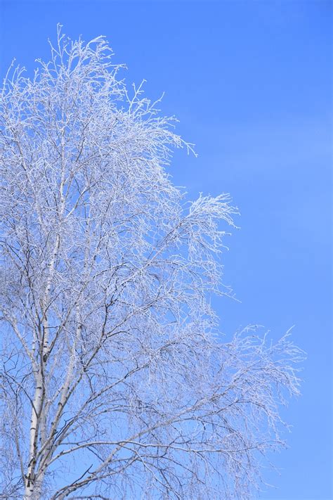 Birch Tree Winter Cold Free Photo On Pixabay Pixabay