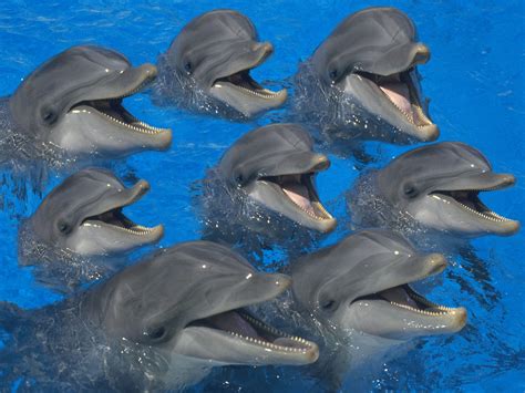 Dolphins Dolphins Wallpaper 39437395 Fanpop