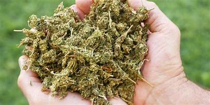 Marijuana Recreational Jersey Bill Legalized Under Cannabis