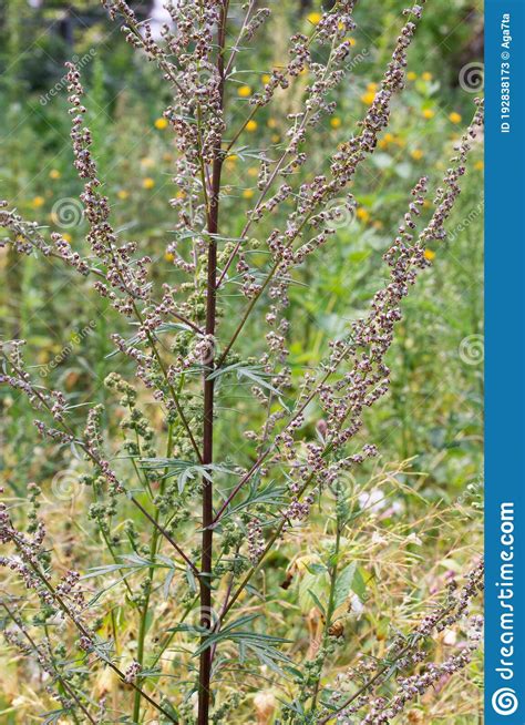 Artemisia Vulgaris Common Mugwort Weed Closeup Selective Focus Stock