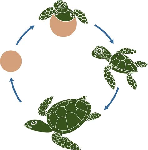 Life Cycle Of Sea Turtle Sequence Of Stages Of Development Of Turtle