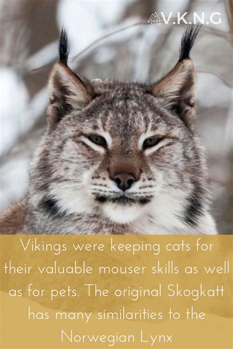 Viking Cats Vikings Cats Norse
