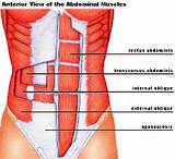 Lower Back Core Muscles Pictures