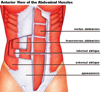 The muscles of the chest are the pectoralis major and the pectoralis minor. Is there a way for women to exercise their abdominal ...