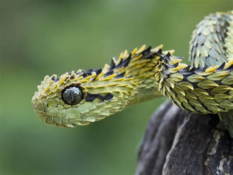 Are You Scared Of Snakes Then Lets Read About 10 Scary Snakes In