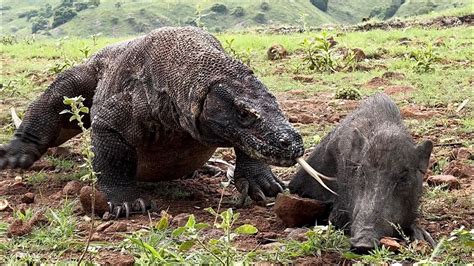 Come Face To Face With Komodo Dragon VS Wild Boar - YouTube