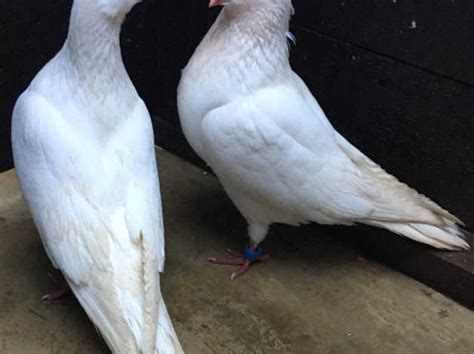 Last Pairwhite Birmingham Roller Pigeons In Keighley On Freeads