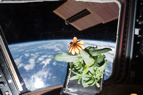 Gardening In Space Sherborne Science Ca