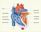 Arbeitsblatt Herz Kreislauf System
