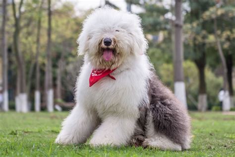 Meet The Adorable And Playful Old English Sheepdog 2022