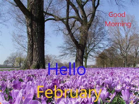 Top 10 Good Morning Hello February Images Greating Picturesphotos For