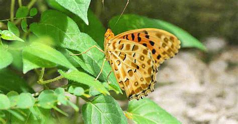 Ryukyu Life Butterfly Motion  Marbeled Fritillary