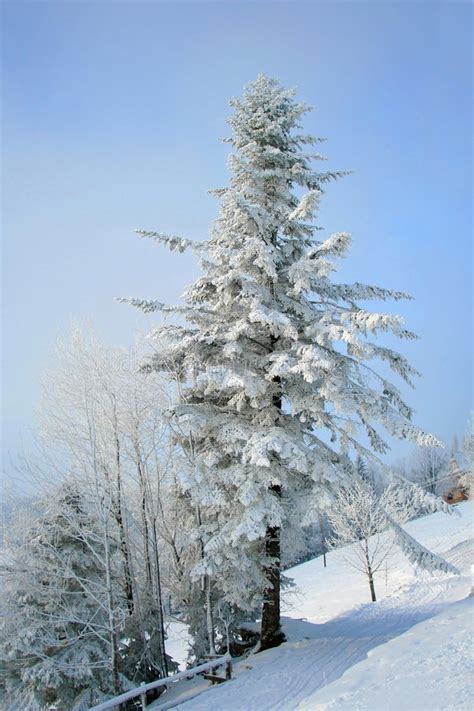 A Snow Covered Pine Tree In The Mountains Stock Image Image Of Winter