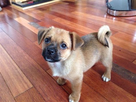 My new jack russell/pug puppy : My new Jack Russell/Pug puppy | Pug puppies, Animal and Dog